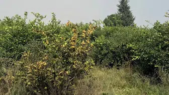 Kozan'da anız yangınları mahalleyi etkisi altına aldı