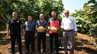 Kahramanmaraş'ta Abbas inciri hasat dönemine girdi