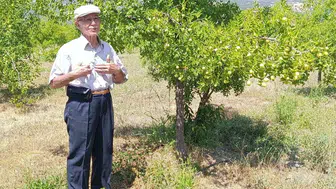 Gümüşsu'da hünnap hasadı için gün sayılıyor: Meyvenin faydaları saymakla bitmiyor