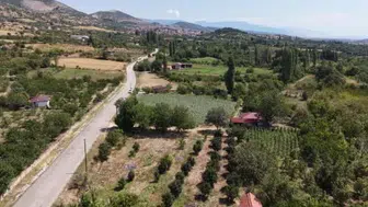 Amasya'nın çiçek bamyası, hem geçim kaynağı hem de şifa kaynağı olarak dikkat çekiyor