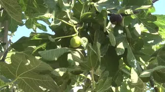 Tarım Bakanı Yumaklı, Aydın'da incir hasadına katıldı ve ihracat sorunlarını ele aldı