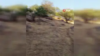 Ulaşılması güç dağlık alanda mahsur kalan hayvan telef oldu