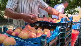 İnegöl'de şeftali hasadı başladı: Gülaven çeşidi üreticilerin yüzünü güldürüyor