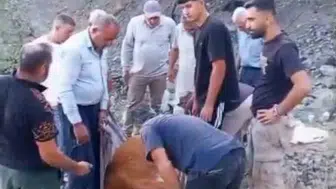 Siirt’te mahsur kalan büyükbaş hayvan kurtarılamadı