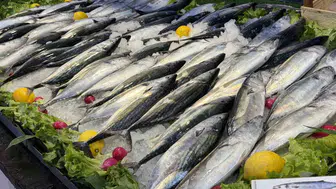 Palamut bolluğu balıkçıları sevindiriyor: Bolu'da hareketlilik başladı