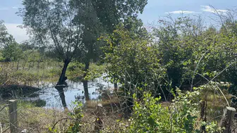 Çarşamba'da fındık bahçeleri sağanağın etkisiyle sular altında kaldı