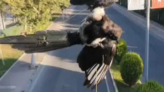 Batman'da itfaiye ekipleri mahsur kalan kuşu kurtardı