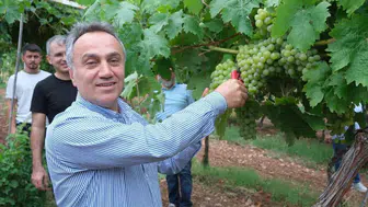 Tokat'ta sezonun ilk üzüm hasadı gerçekleştirildi