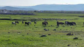 Ardahan'da kuduz vakası sonrası karantina uygulaması başladı