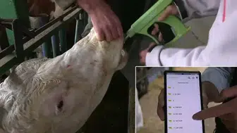 Bursa'da süt üretiminde yeni dönüm noktası: Yapay zeka ile kalite kontrol