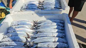 Akçakoca'da balık sezonu başladı: Palamut bolluğu balıkçıları sevindiriyor