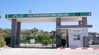 Mersin'de cesur köpek, 6 aylık tedavi sonrası sahiplenecek yuvasını bekliyor