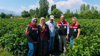 Cimin üzümünde hasat süreci başladı: Üreticilerin mutluluğu gözlerden kaçmadı