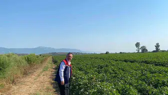 Didim'de pamuk alanlarında sağlıklı tarım uygulamaları sürdürüyor