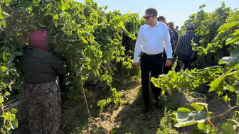 Saruhanlı'da üzüm hasadı sezonu devam ediyor