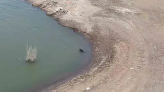 İslahiye'de sıcak havanın etkisindeki köpekler barajda serinliyor