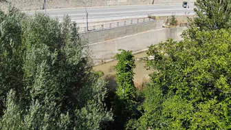 Doğanın gücü: Gümüşhane'deki elektrik direği, üzüm sarmaşıklarıyla ağaç haline geldi