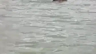 Kars’ta boz ayı barajda yüzerek görüntülendi