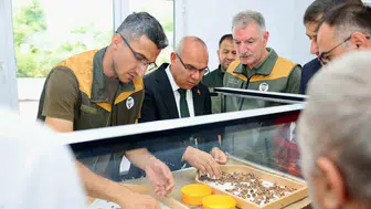 TMO, Giresun'da fındık alım işlemlerine başladı