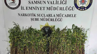 Bafra'da uyuşturucu operasyonu: Bin 655 kök kenevir ele geçirildi