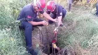 Adana'da kuyuya düşen inek kurtarıldı, sahibi büyük mutluluk yaşadı