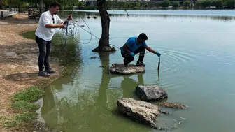 Çorlu Gölbaşı Parkı'nda alg oluşumuna karşı tedbirler alındı