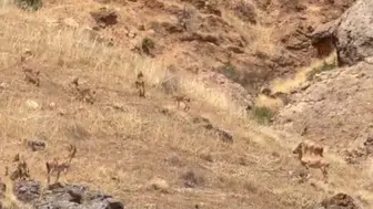 Malatya'nın yaban keçileri doğal yaşamda sürü halinde görüntülendi