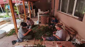 Edirne'nin yöresel lezzeti Karaağaç acı biberlerinde kurutma dönemi başladı