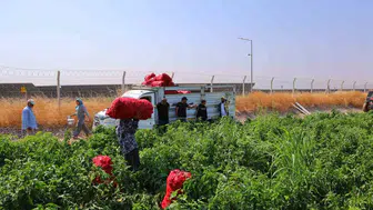 Kahramanmaraş’ta salçalık biber hasadı başladı