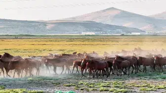 Yılkı atlarının gün batımındaki büyülü koşusu kayseri'yi cazibe merkezi haline getiriyor