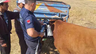 Gerede'de sıkışan ineği itfaiye kurtardı