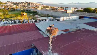Kuşadası’nda leylek yavrularının göç yolculuğu yarıda kaldı