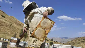 Bitlis balının bu yılki rekoltesi dünya liderlerini de etkiledi