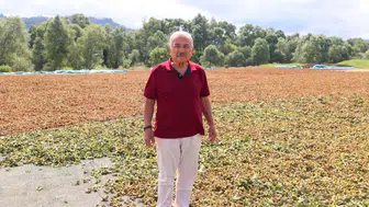Ordu'da fındık üretiminde teknoloji ve bilimsel yaklaşım öne çıkıyor