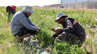 Niğde üniversitesinde 51 bin fide ile meyve ve sebze hasadı yapıldı