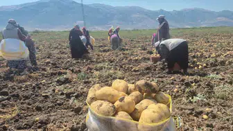 Çölovası'nda patates hasadı yoğun ilgiyle sürüyor