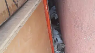Denizli'de sokak hayvanlarının zehirlenmesi olayı büyük endişe yarattı