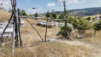 Emet'te sürdürülebilir arıcılığa yönelik kovan tespiti gerçekleştirildi