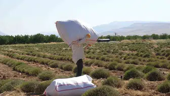 Malatya'da lavanta hasadı zorlu şartlarda devam ediyor