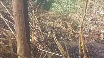 Alanya'da çıkan yangın hızla kontrol altına alındı