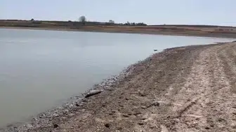 Gölette yaşanan su düşüklüğü balıkların ölümüne yol açtı