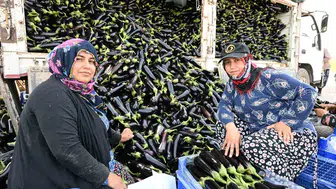Manisa'da sel felaketinin ardından yeniden yeşeren umut: çiftçi ufuk aktaş'tan hasat sevinci