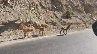 Tunceli'de nesli tükenme tehlikesi altında olan dağ keçileri kamerada