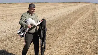 Göç yolculuğunda eşinin başında 5 gün bekleyen leylek duygulandırdı