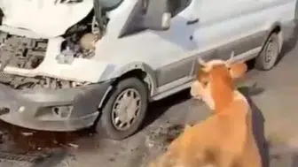 Muş'ta minibüsün çarptığı inekler son anda kurtarıldı