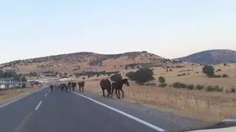 Diyarbakır'da yaban atları trafikte sürpriz yaptı