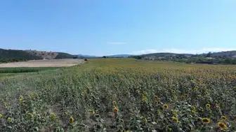 Pazaryeri'nde ayçiçeği tarlaları görsel şölen sunuyor