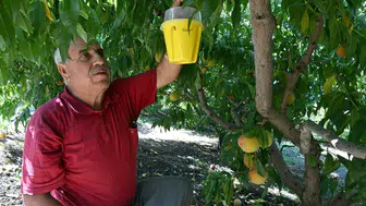 Mersin'de feromon tuzaklarla meyve sineği mücadelesi sürüyor