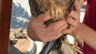 Kastamonu'da yaralı kuş tedavi için kurtarıldı