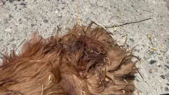 Köpek saldırısı sonrası esnafın çağrısı: Sokak köpekleri kontrol altına alınmalı